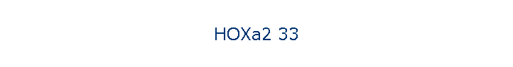 HOXa2 33