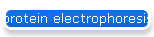 protein electrophoresis