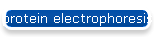 protein electrophoresis