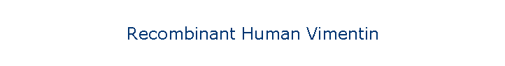 Recombinant Human Vimentin